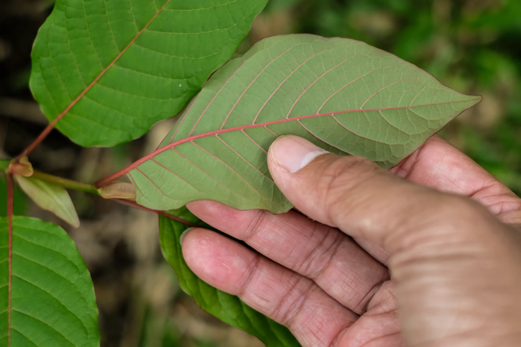 buy green vein kratom