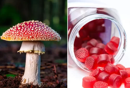 Amanita Muscaria Gummies vs. Traditional Supplements: What’s Better?