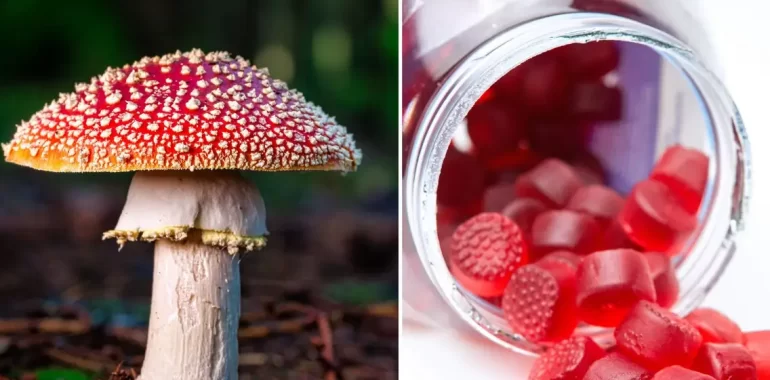 Amanita Muscaria Gummies vs. Traditional Supplements: What’s Better?